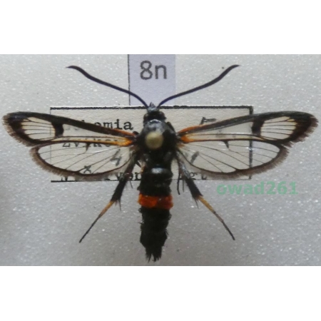 Synanthedon culiciformis (Linnaeus, 1758) Czech8n